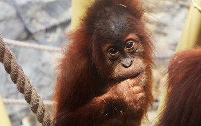 Internationaler Tag des Orang-Utans: Waldrodung für Palmöl tötet Menschenaffen