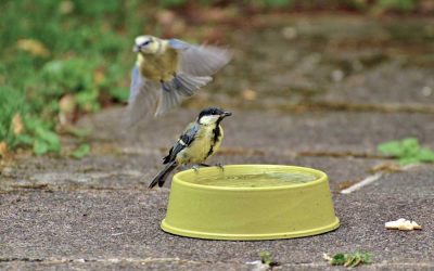 Sommerhilfe für Gartenbewohner