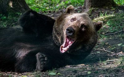 BÄRENWALD Müritz/ Copyright: Niveau-Klatsch