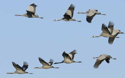 zugvoegel_symbolbild