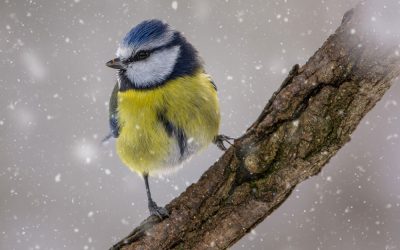 Deutschlands Wintervögel werden wieder gezählt