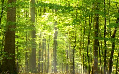 Holzdiebe fällten mit schwerem Gerät dutzende Bäume – Polizei sucht in Essen nach Zeugen