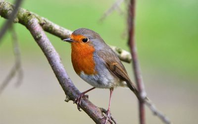 Endspurt bei der Wahl zum Vogel des Jahres 2021