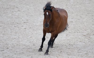 Mustang Makeover 2021 – zu Gast in Aachen