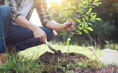 Baum pflanzen_ Symbolbild