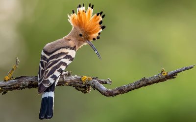 Der Wiedehopf ist der Vogel des Jahres 2022
