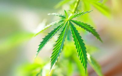 Zur falschen Zeit gelüftet: Cannabisgeruch dringt Polizisten in die Nase