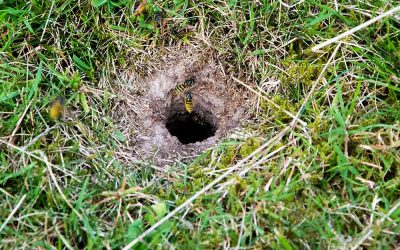 Erdbiene- Archiv-niveau-klatsch.com