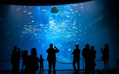 Ozeaneum_Stralsund_Foto_Niveau-Klatsch