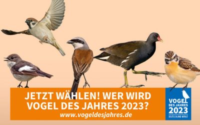 Wer wird Vogel des Jahres 2023