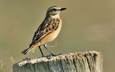 Entdeckt, warum das Braunkehlchen den Titel „Vogel des Jahres 2023“ trägt!