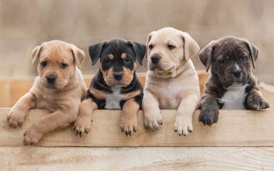 Welcher Hund passt zu welchem Menschen?