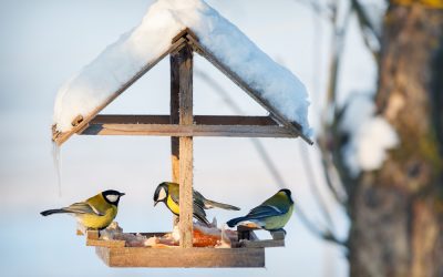 Januar ist Zählmonat! Mach mit bei der Aktion "Stunde der Wintervögel" Symbolfoto