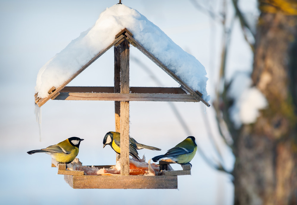 Januar ist Zählmonat! Mach mit bei der Aktion "Stunde der Wintervögel" Symbolfoto