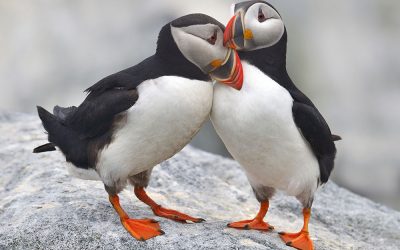 Obwohl Papageientaucher keine direkte Verwandtschaft zu den Papageien haben, beeindrucken sie Besucher mit ihrem prächtigen Schnabel
