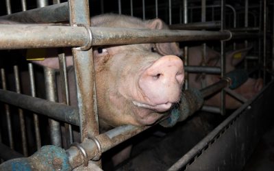 Grausame Zustände – DAS ist „Initiative Tierwohl“? Foto: Deutsches Tierschutzbüro e.V.