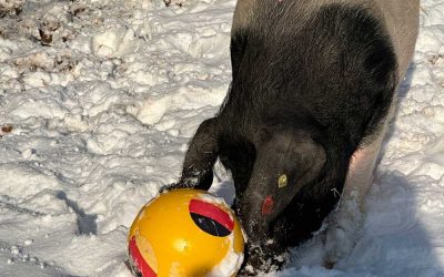 Handball EM 2024/ Orakel Eberhard