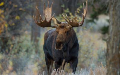 Elch/Symbolfoto Adobe Stock