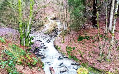 Sauerland/ Archiv niveau-klatsch