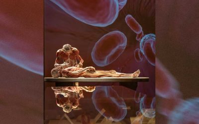 © Gunther von Hagens‘ KÖRPERWELTEN, Institut für Plastination, Heidelberg, www.koerperwelten.de