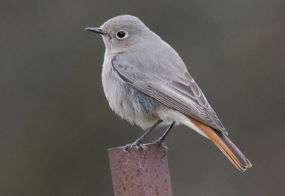 Hausrotschwanz: Der Vogel des Jahres 2025!/ Foto Adobe stock