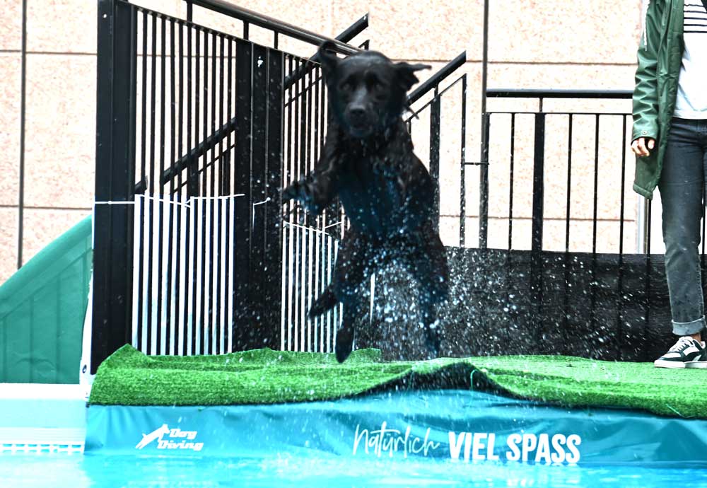 dogs_and_fun_2025_10_niveau-klatsch Dogs and Fun 2025/ Foto: niveau-klatsch