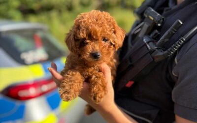 A81-Schock: Zöllner retten zitterndes Pudel-Baby aus Schmuggel-Sprinter!