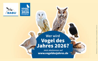 Jetzt wird abgestimmt: Deutschland wählt den Vogel des Jahres 2026!
