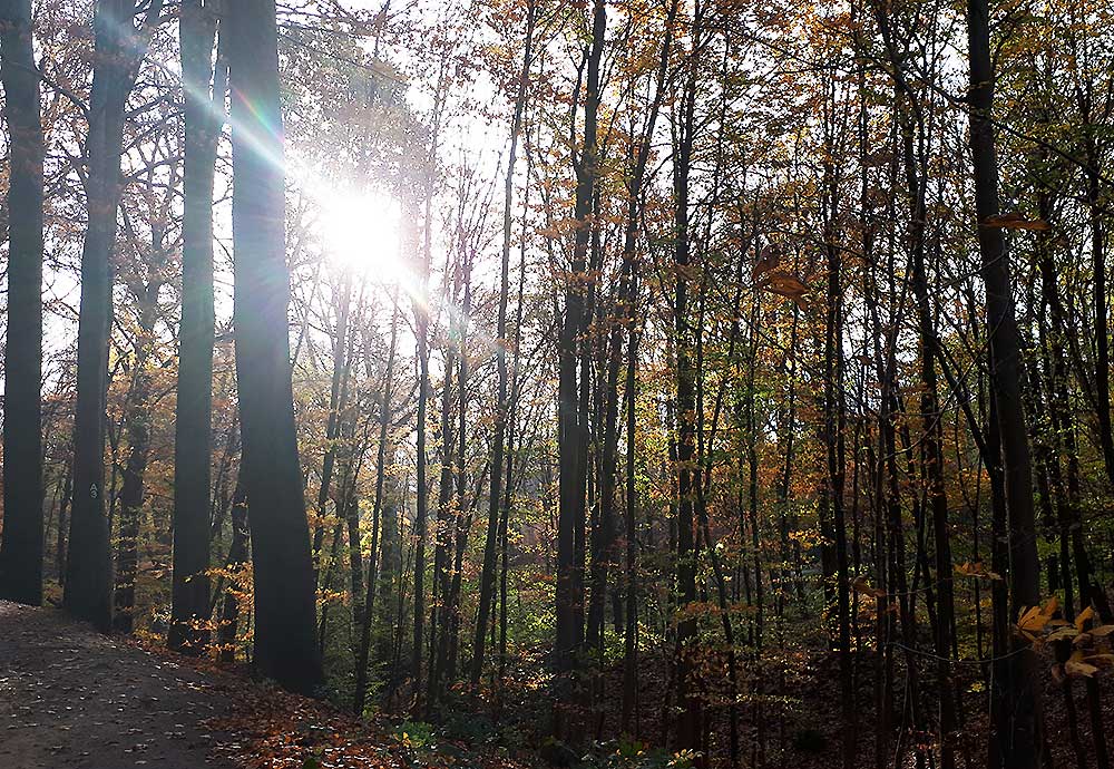 Wald / Symbolfoto / Foto: niveau-klatsch.com