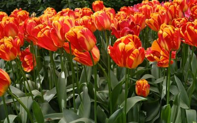 Blumen/ Symbolbild Niveau-Klatsch.com Archiv