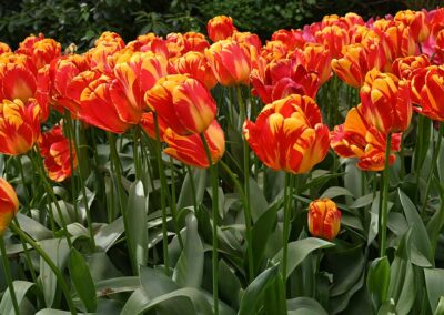 Neuss wird 2026 zum Garten-Hotspot des Jahres