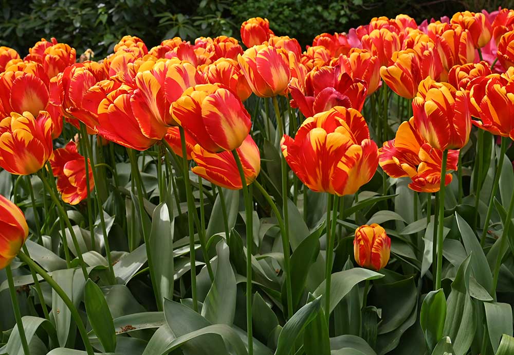 blumen_symbolbild_niveau-klatsch_archiv Blumen/ Symbolbild Niveau-Klatsch.com Archiv