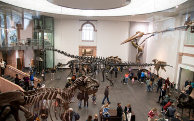 Senckenberg Naturmuseum/ Foto: niveau-klatsch.com