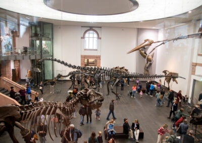 Unser Ausflug ins Senckenberg Naturmuseum Frankfurt: Dinosaurier, Tiere und jede Menge zu entdecken